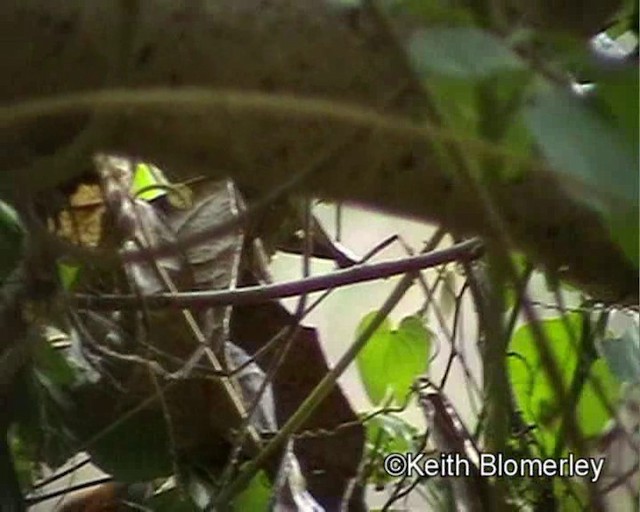 Tangara à tête fauve - ML201017071