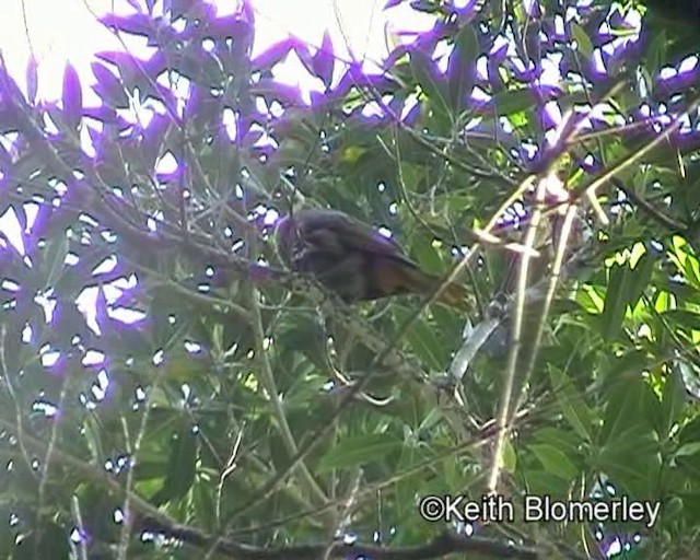 Russet-backed Oropendola (Green-billed) - ML201017081