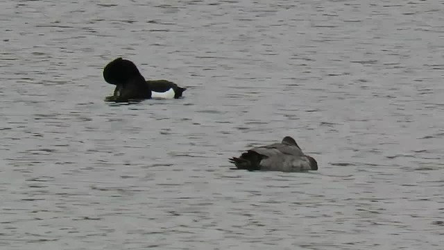 Tufted Duck - ML201017101