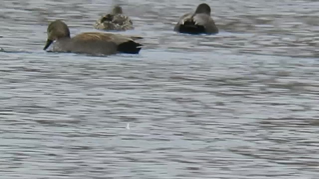 Gadwall (Common) - ML201017111