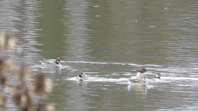 Green-winged Teal (Eurasian) - ML201017211