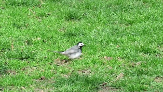 White Wagtail (White-faced) - ML201017341