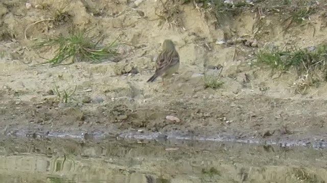 Ortolan Bunting - ML201017501