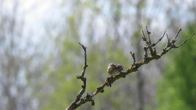 Tree Pipit - ML201017511