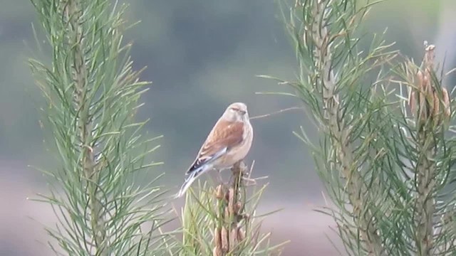 Eurasian Linnet - ML201017521