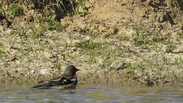 Common Chaffinch - ML201017531