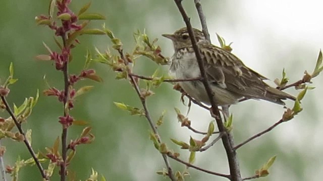 Wood Lark - ML201017541