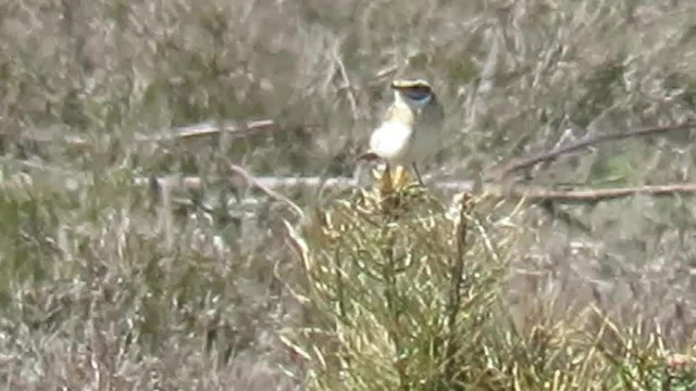 Whinchat - ML201017551