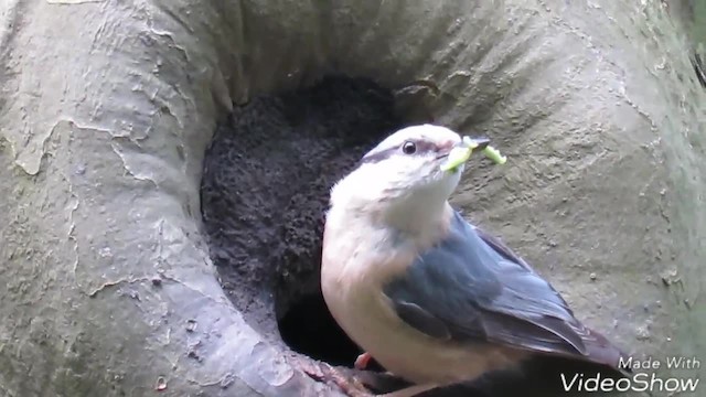 Eurasian Nuthatch (Western) - ML201017641