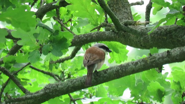 Red-backed Shrike - ML201017661