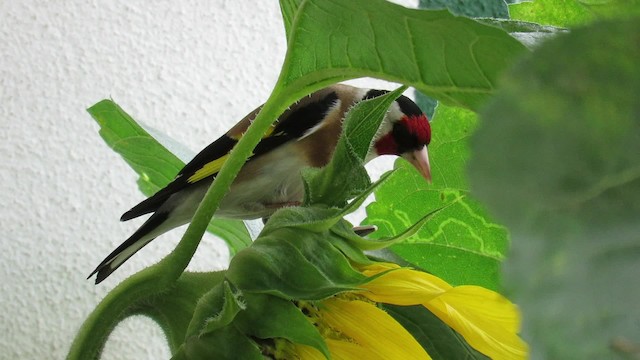 Щегол [группа carduelis] - ML201017721