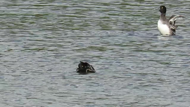 Tufted Duck - ML201017831