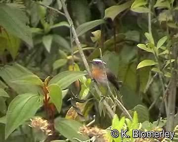 Rufous-breasted Chat-Tyrant - ML201017861