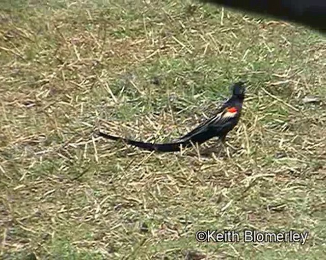 Long-tailed Widowbird - ML201017901
