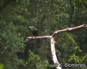 Dusky-green Oropendola - ML201017921