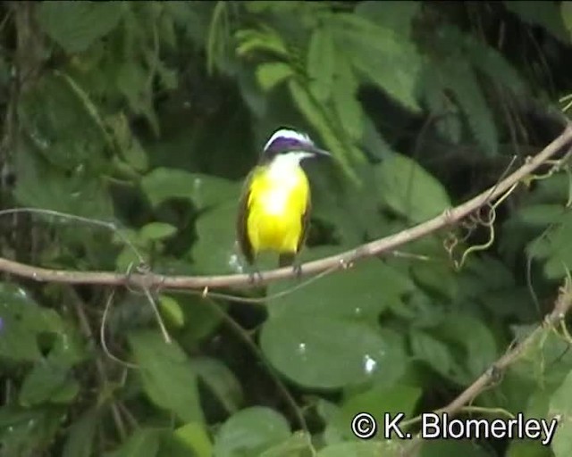 Lesser Kiskadee - ML201017981