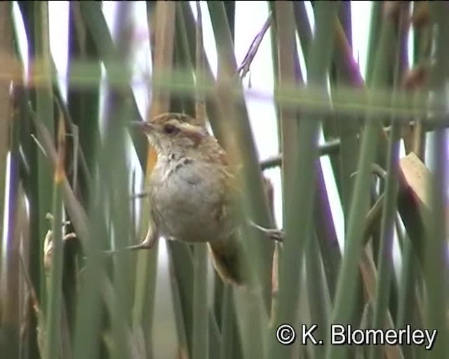 Wren-like Rushbird - ML201018011