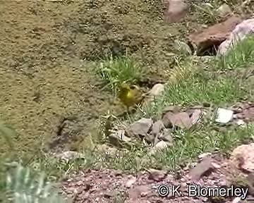 Greenish Yellow-Finch - ML201018021