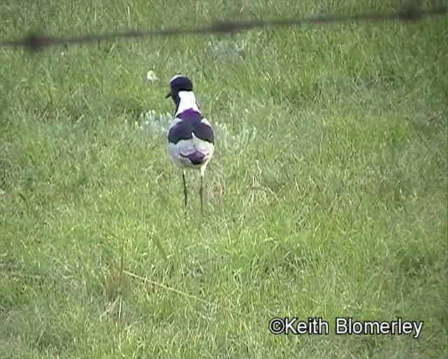 Blacksmith Lapwing - ML201018031