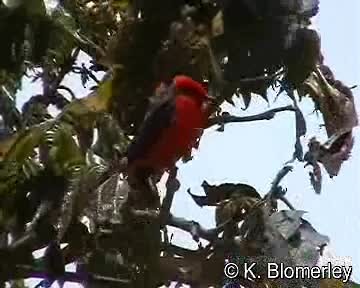 Vermilion Flycatcher (obscurus Group) - ML201018041