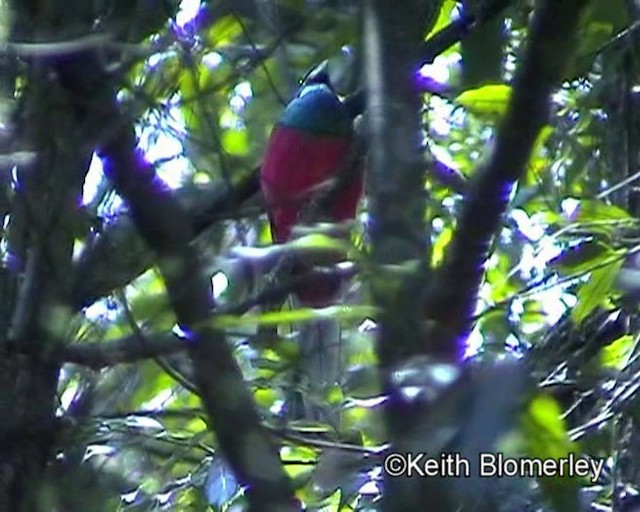 trogon africký - ML201018141