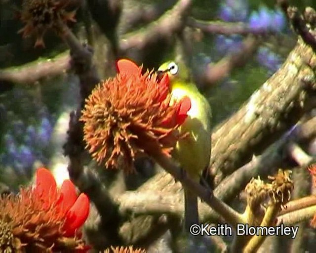 Cape White-eye (Green) - ML201018161