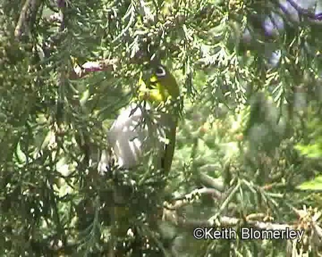 Kap Gözlükçüsü (capensis) - ML201018171