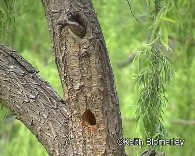 Cardinal Woodpecker - ML201018191