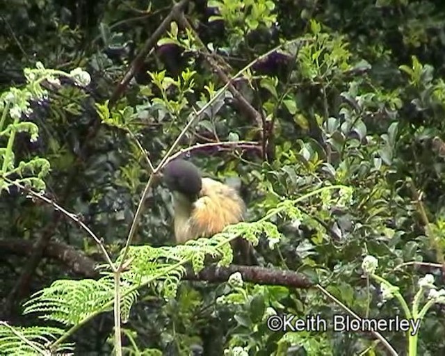 Southern Boubou - ML201018201