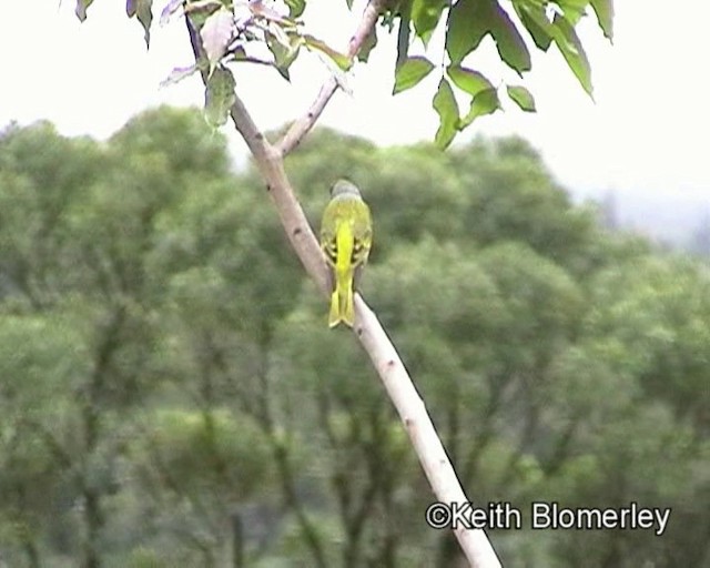 Cape Canary - ML201018211