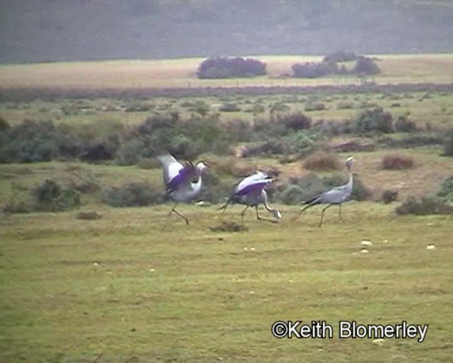 Grulla del Paraíso - ML201018251