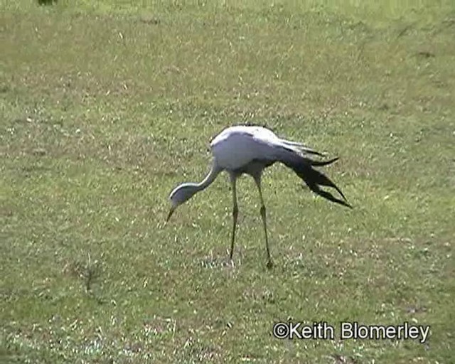 Blue Crane - ML201018261