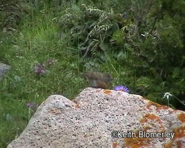 ムネアカイワヒバリ - ML201018301