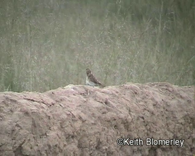 Pere David's Snowfinch - ML201018321