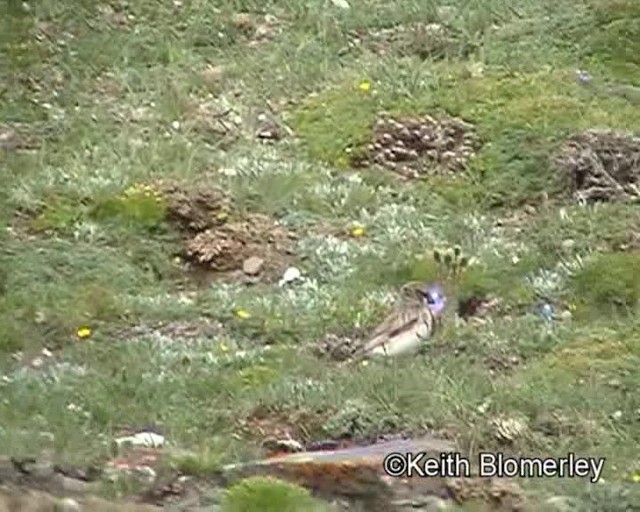 Rufous-necked Snowfinch - ML201018371