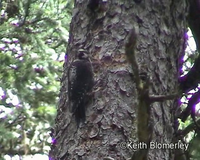 Eurasian Three-toed Woodpecker (Dark-bodied) - ML201018391