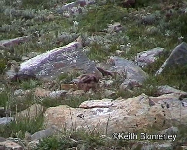 Tibetan Rosefinch - ML201018421