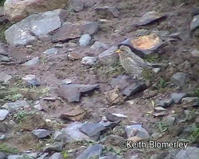 Tibetan Rosefinch - ML201018431