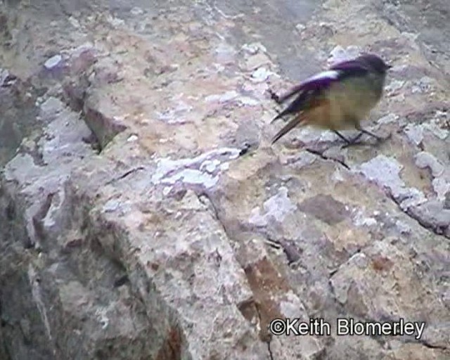 White-winged Redstart - ML201018441