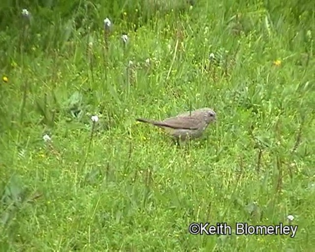 Red-fronted Rosefinch - ML201018481