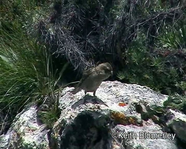 Plain Mountain Finch - ML201018501