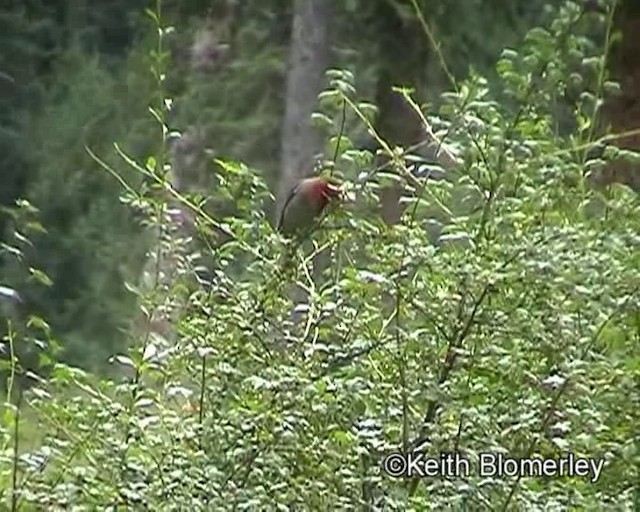 Roselin à tête rouge - ML201018511