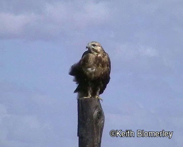 Upland Buzzard - ML201018541