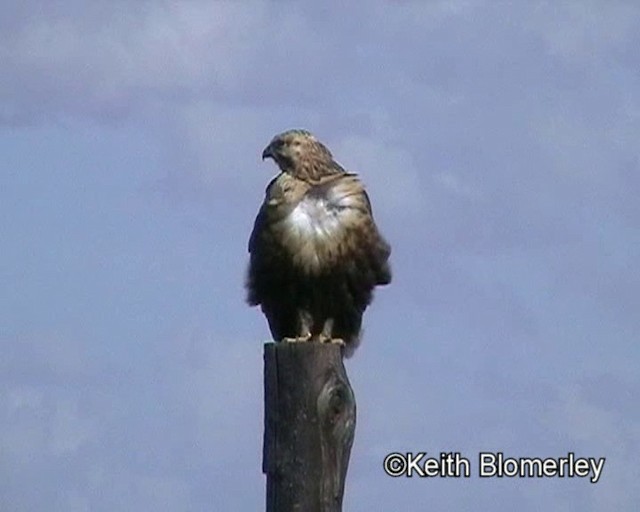 Upland Buzzard - ML201018551