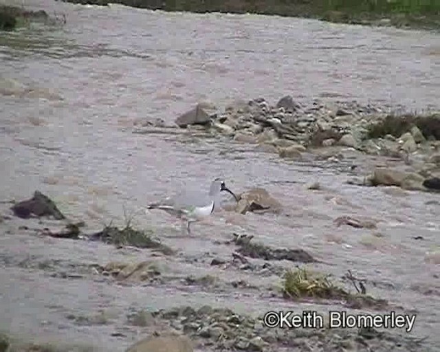 Ibisbill - ML201018561