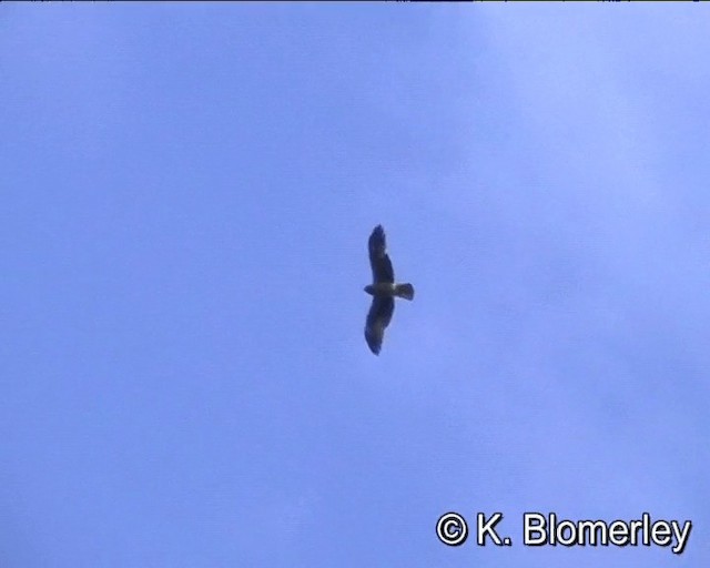 Booted Eagle - ML201018591