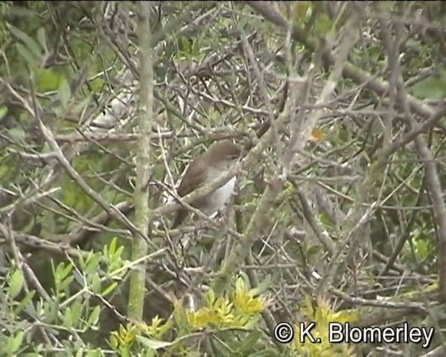 Cetti's Warbler - ML201018601