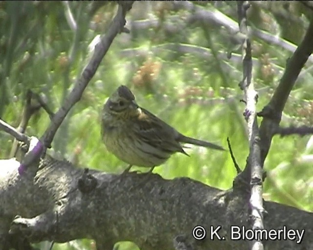 Cirl Bunting - ML201018611