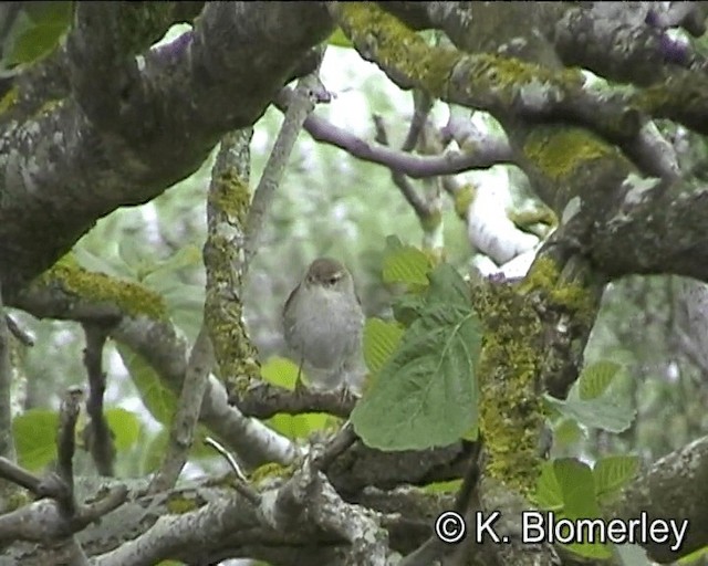 Cetti's Warbler - ML201018621