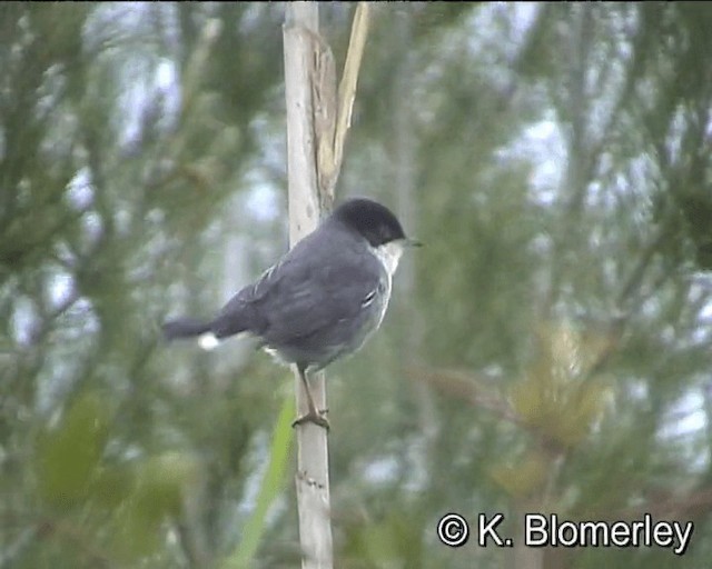 Curruca Cabecinegra - ML201018671